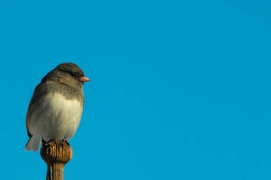 Koyu renk gözlü bir Junco, ahşap bir direğe tünemiş, parlak mavi bir zemin üzerinde. Kuşun ayrıntılı tüyleri ve çarpıcı renk kontrastı büyüleyici bir vahşi yaşam görüntüsü oluşturuyor..