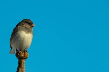 Koyu renk gözlü bir Junco, ahşap bir direğe tünemiş, parlak mavi bir zemin üzerinde. Kuşun ayrıntılı tüyleri ve çarpıcı renk kontrastı büyüleyici bir vahşi yaşam görüntüsü oluşturuyor..
