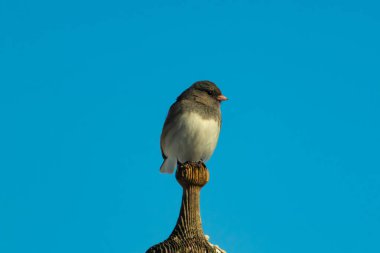 Koyu renk gözlü bir Junco, ahşap bir direğe tünemiş, parlak mavi bir zemin üzerinde. Kuşun ayrıntılı tüyleri ve çarpıcı renk kontrastı büyüleyici bir vahşi yaşam görüntüsü oluşturuyor..