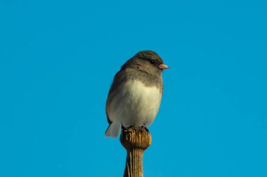 Koyu renk gözlü bir Junco, ahşap bir direğe tünemiş, parlak mavi bir zemin üzerinde. Kuşun ayrıntılı tüyleri ve çarpıcı renk kontrastı büyüleyici bir vahşi yaşam görüntüsü oluşturuyor..