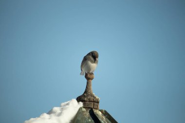 Koyu renk gözlü bir Junco, ahşap bir direğe tünemiş, parlak mavi bir zemin üzerinde. Kuşun ayrıntılı tüyleri ve çarpıcı renk kontrastı büyüleyici bir vahşi yaşam görüntüsü oluşturuyor..