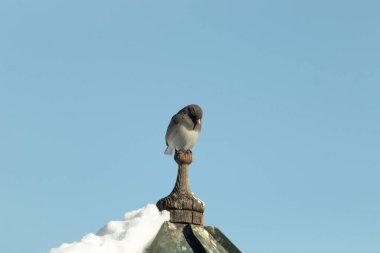 Koyu renk gözlü bir Junco, ahşap bir direğe tünemiş, parlak mavi bir zemin üzerinde. Kuşun ayrıntılı tüyleri ve çarpıcı renk kontrastı büyüleyici bir vahşi yaşam görüntüsü oluşturuyor..
