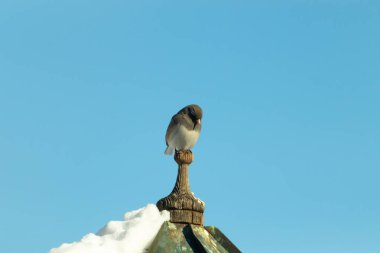 Koyu renk gözlü bir Junco, ahşap bir direğe tünemiş, parlak mavi bir zemin üzerinde. Kuşun ayrıntılı tüyleri ve çarpıcı renk kontrastı büyüleyici bir vahşi yaşam görüntüsü oluşturuyor..