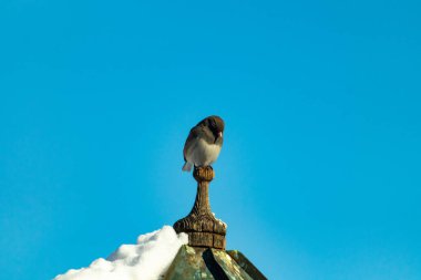 Koyu renk gözlü bir Junco, ahşap bir direğe tünemiş, parlak mavi bir zemin üzerinde. Kuşun ayrıntılı tüyleri ve çarpıcı renk kontrastı büyüleyici bir vahşi yaşam görüntüsü oluşturuyor..
