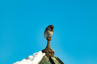 Koyu renk gözlü bir Junco, ahşap bir direğe tünemiş, parlak mavi bir zemin üzerinde. Kuşun ayrıntılı tüyleri ve çarpıcı renk kontrastı büyüleyici bir vahşi yaşam görüntüsü oluşturuyor..