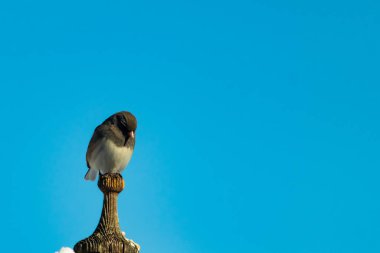 Koyu renk gözlü bir Junco, ahşap bir direğe tünemiş, parlak mavi bir zemin üzerinde. Kuşun ayrıntılı tüyleri ve çarpıcı renk kontrastı büyüleyici bir vahşi yaşam görüntüsü oluşturuyor..