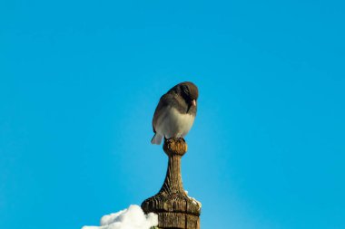 Koyu renk gözlü bir Junco, ahşap bir direğe tünemiş, parlak mavi bir zemin üzerinde. Kuşun ayrıntılı tüyleri ve çarpıcı renk kontrastı büyüleyici bir vahşi yaşam görüntüsü oluşturuyor..