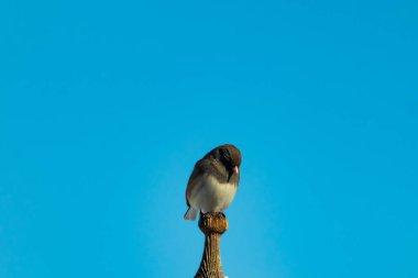 Koyu renk gözlü bir Junco, ahşap bir direğe tünemiş, parlak mavi bir zemin üzerinde. Kuşun ayrıntılı tüyleri ve çarpıcı renk kontrastı büyüleyici bir vahşi yaşam görüntüsü oluşturuyor..
