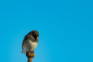 Koyu renk gözlü bir Junco, ahşap bir direğe tünemiş, parlak mavi bir zemin üzerinde. Kuşun ayrıntılı tüyleri ve çarpıcı renk kontrastı büyüleyici bir vahşi yaşam görüntüsü oluşturuyor..