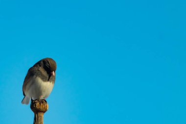 Koyu renk gözlü bir Junco, ahşap bir direğe tünemiş, parlak mavi bir zemin üzerinde. Kuşun ayrıntılı tüyleri ve çarpıcı renk kontrastı büyüleyici bir vahşi yaşam görüntüsü oluşturuyor..