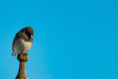 Koyu renk gözlü bir Junco, ahşap bir direğe tünemiş, parlak mavi bir zemin üzerinde. Kuşun ayrıntılı tüyleri ve çarpıcı renk kontrastı büyüleyici bir vahşi yaşam görüntüsü oluşturuyor..