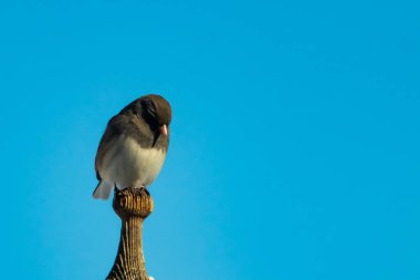 Koyu renk gözlü bir Junco, ahşap bir direğe tünemiş, parlak mavi bir zemin üzerinde. Kuşun ayrıntılı tüyleri ve çarpıcı renk kontrastı büyüleyici bir vahşi yaşam görüntüsü oluşturuyor..