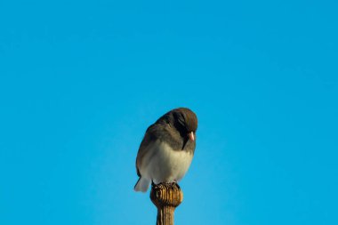 Koyu renk gözlü bir Junco, ahşap bir direğe tünemiş, parlak mavi bir zemin üzerinde. Kuşun ayrıntılı tüyleri ve çarpıcı renk kontrastı büyüleyici bir vahşi yaşam görüntüsü oluşturuyor..
