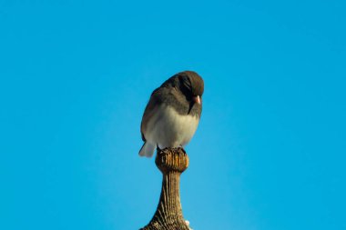 Koyu renk gözlü bir Junco, ahşap bir direğe tünemiş, parlak mavi bir zemin üzerinde. Kuşun ayrıntılı tüyleri ve çarpıcı renk kontrastı büyüleyici bir vahşi yaşam görüntüsü oluşturuyor..