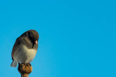 Koyu renk gözlü bir Junco, ahşap bir direğe tünemiş, parlak mavi bir zemin üzerinde. Kuşun ayrıntılı tüyleri ve çarpıcı renk kontrastı büyüleyici bir vahşi yaşam görüntüsü oluşturuyor..