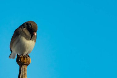Koyu renk gözlü bir Junco, ahşap bir direğe tünemiş, parlak mavi bir zemin üzerinde. Kuşun ayrıntılı tüyleri ve çarpıcı renk kontrastı büyüleyici bir vahşi yaşam görüntüsü oluşturuyor..
