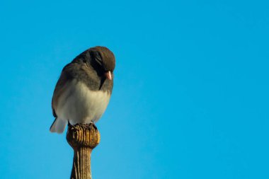 Koyu renk gözlü bir Junco, ahşap bir direğe tünemiş, parlak mavi bir zemin üzerinde. Kuşun ayrıntılı tüyleri ve çarpıcı renk kontrastı büyüleyici bir vahşi yaşam görüntüsü oluşturuyor..