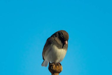 Koyu renk gözlü bir Junco, ahşap bir direğe tünemiş, parlak mavi bir zemin üzerinde. Kuşun ayrıntılı tüyleri ve çarpıcı renk kontrastı büyüleyici bir vahşi yaşam görüntüsü oluşturuyor..