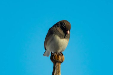 Koyu renk gözlü bir Junco, ahşap bir direğe tünemiş, parlak mavi bir zemin üzerinde. Kuşun ayrıntılı tüyleri ve çarpıcı renk kontrastı büyüleyici bir vahşi yaşam görüntüsü oluşturuyor..