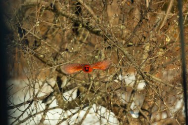 Uçuşun ortasında canlı kırmızı bir kardinal, kanatları açık, yoğun bir dalların arasında yakalandı. Hareket bulanıklığı kuşun dinamik hareketini vurgular. Kuşlara odaklı doğal vahşi yaşam sahnesi.
