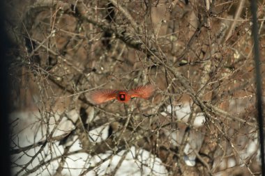 Uçuşun ortasında canlı kırmızı bir kardinal, kanatları açık, yoğun bir dalların arasında yakalandı. Hareket bulanıklığı kuşun dinamik hareketini vurgular. Kuşlara odaklı doğal vahşi yaşam sahnesi.