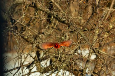 Uçuşun ortasında canlı kırmızı bir kardinal, kanatları açık, yoğun bir dalların arasında yakalandı. Hareket bulanıklığı kuşun dinamik hareketini vurgular. Kuşlara odaklı doğal vahşi yaşam sahnesi.