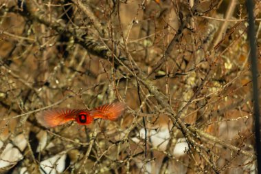 Uçuşun ortasında canlı kırmızı bir kardinal, kanatları açık, yoğun bir dalların arasında yakalandı. Hareket bulanıklığı kuşun dinamik hareketini vurgular. Kuşlara odaklı doğal vahşi yaşam sahnesi.