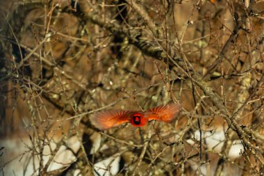 Uçuşun ortasında canlı kırmızı bir kardinal, kanatları açık, yoğun bir dalların arasında yakalandı. Hareket bulanıklığı kuşun dinamik hareketini vurgular. Kuşlara odaklı doğal vahşi yaşam sahnesi.