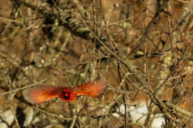 Uçuşun ortasında canlı kırmızı bir kardinal, kanatları açık, yoğun bir dalların arasında yakalandı. Hareket bulanıklığı kuşun dinamik hareketini vurgular. Kuşlara odaklı doğal vahşi yaşam sahnesi.