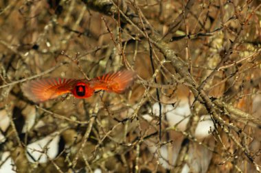 Uçuşun ortasında canlı kırmızı bir kardinal, kanatları açık, yoğun bir dalların arasında yakalandı. Hareket bulanıklığı kuşun dinamik hareketini vurgular. Kuşlara odaklı doğal vahşi yaşam sahnesi.