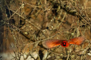Uçuşun ortasında canlı kırmızı bir kardinal, kanatları açık, yoğun bir dalların arasında yakalandı. Hareket bulanıklığı kuşun dinamik hareketini vurgular. Kuşlara odaklı doğal vahşi yaşam sahnesi.
