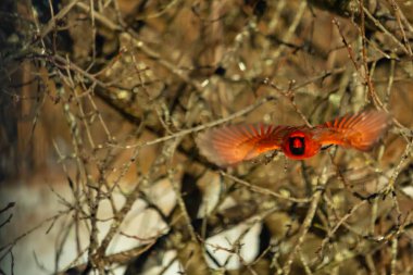 Uçuşun ortasında canlı kırmızı bir kardinal, kanatları açık, yoğun bir dalların arasında yakalandı. Hareket bulanıklığı kuşun dinamik hareketini vurgular. Kuşlara odaklı doğal vahşi yaşam sahnesi.