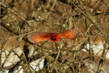 Uçuşun ortasında canlı kırmızı bir kardinal, kanatları açık, yoğun bir dalların arasında yakalandı. Hareket bulanıklığı kuşun dinamik hareketini vurgular. Kuşlara odaklı doğal vahşi yaşam sahnesi.