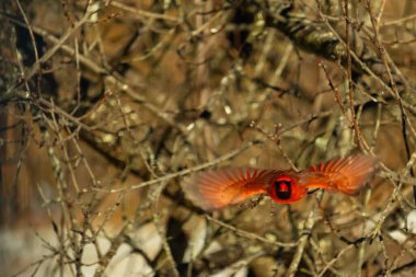 Uçuşun ortasında canlı kırmızı bir kardinal, kanatları açık, yoğun bir dalların arasında yakalandı. Hareket bulanıklığı kuşun dinamik hareketini vurgular. Kuşlara odaklı doğal vahşi yaşam sahnesi.