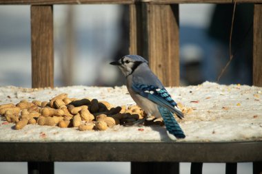 Mavi bir karkarlı bir yüzeyde yer fıstığı yığınının yanında duruyor. Parlak mavi tüyleri beyaz kar ve kahverengi fındıklarla çelişiyor ve canlı bir vahşi yaşam görüntüsü yaratıyor..