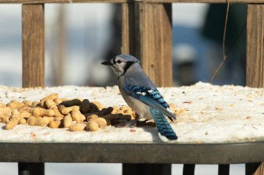 Mavi bir karkarlı bir yüzeyde yer fıstığı yığınının yanında duruyor. Parlak mavi tüyleri beyaz kar ve kahverengi fındıklarla çelişiyor ve canlı bir vahşi yaşam görüntüsü yaratıyor..