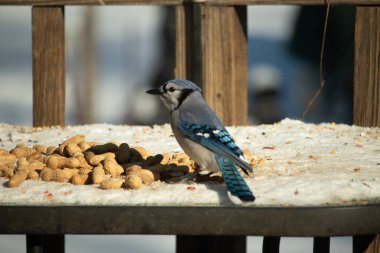 Mavi bir karkarlı bir yüzeyde yer fıstığı yığınının yanında duruyor. Parlak mavi tüyleri beyaz kar ve kahverengi fındıklarla çelişiyor ve canlı bir vahşi yaşam görüntüsü yaratıyor..