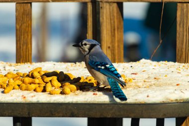 Mavi bir karkarlı bir yüzeyde yer fıstığı yığınının yanında duruyor. Parlak mavi tüyleri beyaz kar ve kahverengi fındıklarla çelişiyor ve canlı bir vahşi yaşam görüntüsü yaratıyor..