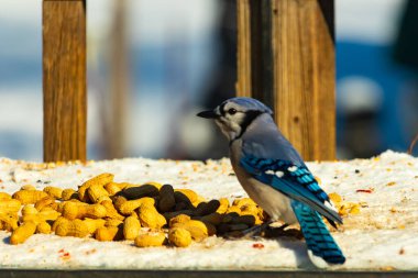 Mavi bir karkarlı bir yüzeyde yer fıstığı yığınının yanında duruyor. Parlak mavi tüyleri beyaz kar ve kahverengi fındıklarla çelişiyor ve canlı bir vahşi yaşam görüntüsü yaratıyor..