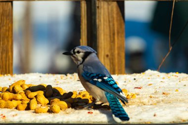 Mavi bir karkarlı bir yüzeyde yer fıstığı yığınının yanında duruyor. Parlak mavi tüyleri beyaz kar ve kahverengi fındıklarla çelişiyor ve canlı bir vahşi yaşam görüntüsü yaratıyor..