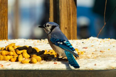 Mavi bir karkarlı bir yüzeyde yer fıstığı yığınının yanında duruyor. Parlak mavi tüyleri beyaz kar ve kahverengi fındıklarla çelişiyor ve canlı bir vahşi yaşam görüntüsü yaratıyor..