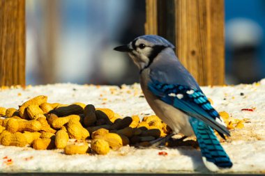 Mavi bir karkarlı bir yüzeyde yer fıstığı yığınının yanında duruyor. Parlak mavi tüyleri beyaz kar ve kahverengi fındıklarla çelişiyor ve canlı bir vahşi yaşam görüntüsü yaratıyor..