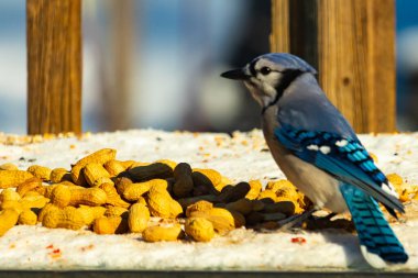 Mavi bir karkarlı bir yüzeyde yer fıstığı yığınının yanında duruyor. Parlak mavi tüyleri beyaz kar ve kahverengi fındıklarla çelişiyor ve canlı bir vahşi yaşam görüntüsü yaratıyor..