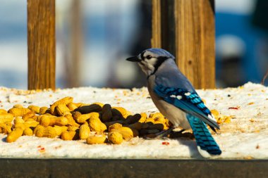 Mavi bir karkarlı bir yüzeyde yer fıstığı yığınının yanında duruyor. Parlak mavi tüyleri beyaz kar ve kahverengi fındıklarla çelişiyor ve canlı bir vahşi yaşam görüntüsü yaratıyor..
