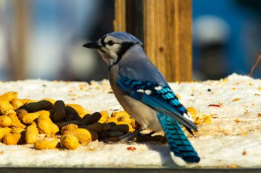 Mavi bir karkarlı bir yüzeyde yer fıstığı yığınının yanında duruyor. Parlak mavi tüyleri beyaz kar ve kahverengi fındıklarla çelişiyor ve canlı bir vahşi yaşam görüntüsü yaratıyor..