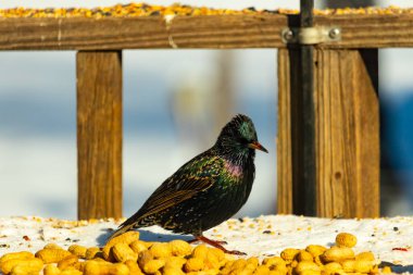 Bir Avrupa Sığırcığı dağınık yerfıstıklarının arasında duruyor, parlak tüyleri yeşil ve mor renklerle parıldıyor. Kuşun ayrıntılı tüyleri ve zıt sarı yer fıstıkları büyüleyici bir şey yaratır.