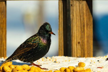 Bir Avrupa Sığırcığı dağınık yerfıstıklarının arasında duruyor, parlak tüyleri yeşil ve mor renklerle parıldıyor. Kuşun ayrıntılı tüyleri ve zıt sarı yer fıstıkları büyüleyici bir şey yaratır.