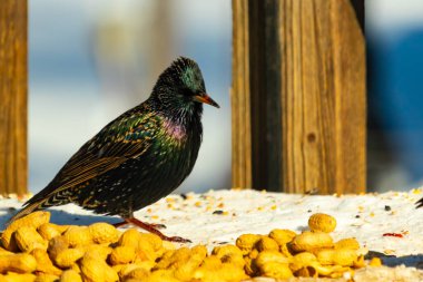 Bir Avrupa Sığırcığı dağınık yerfıstıklarının arasında duruyor, parlak tüyleri yeşil ve mor renklerle parıldıyor. Kuşun ayrıntılı tüyleri ve zıt sarı yer fıstıkları büyüleyici bir şey yaratır.