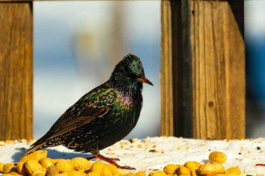 Bir Avrupa Sığırcığı dağınık yerfıstıklarının arasında duruyor, parlak tüyleri yeşil ve mor renklerle parıldıyor. Kuşun ayrıntılı tüyleri ve zıt sarı yer fıstıkları büyüleyici bir şey yaratır.