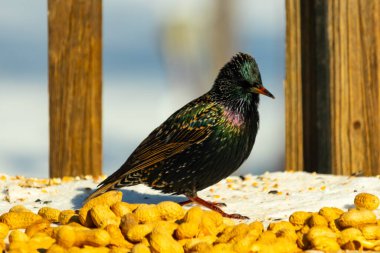 Bir Avrupa Sığırcığı dağınık yerfıstıklarının arasında duruyor, parlak tüyleri yeşil ve mor renklerle parıldıyor. Kuşun ayrıntılı tüyleri ve zıt sarı yer fıstıkları büyüleyici bir şey yaratır.